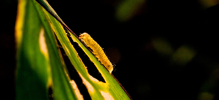 Spodoptera frugiperda: não deixe seu milho correr perigo 