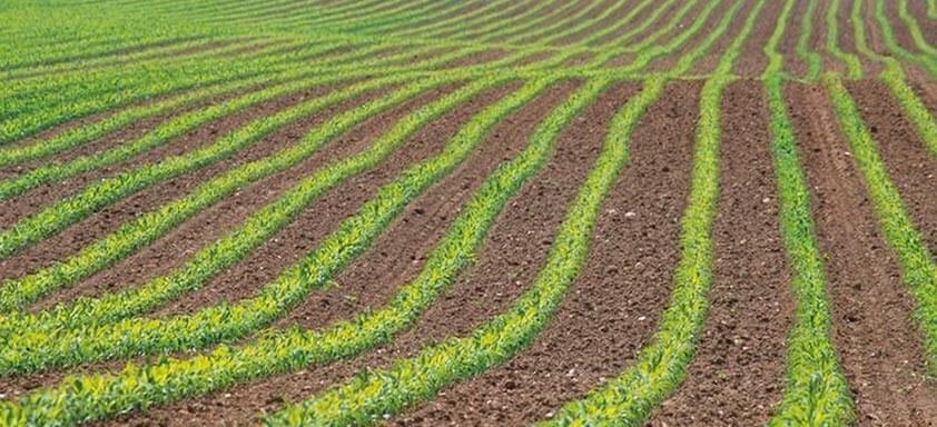 Tratamento de sementes: diga adeus às pragas do milho  