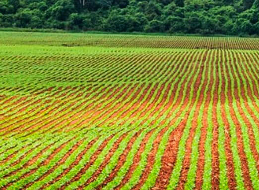 Tratamento de sementes fungicida para soja mais robusta