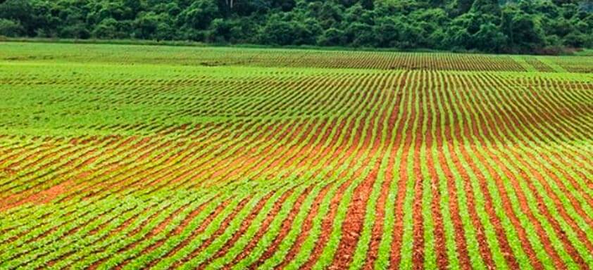 Tratamento de sementes fungicida para soja mais robusta