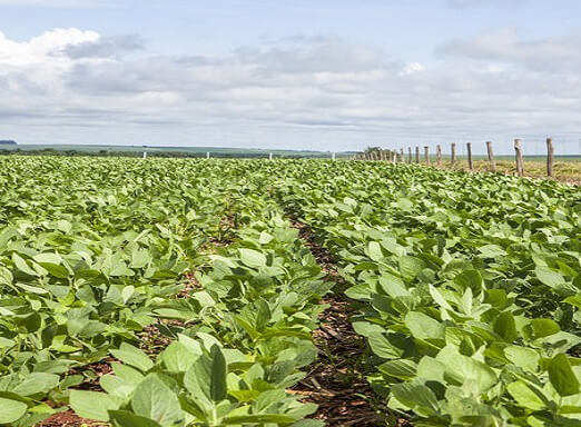 Tratamento de sementes industrial e os benefícios na lavoura 