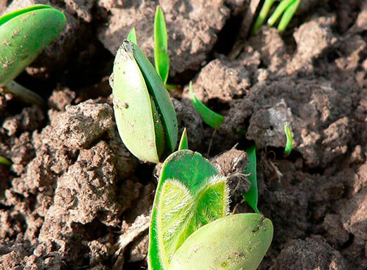 Tratamento de sementes: proteção para a cultura da soja