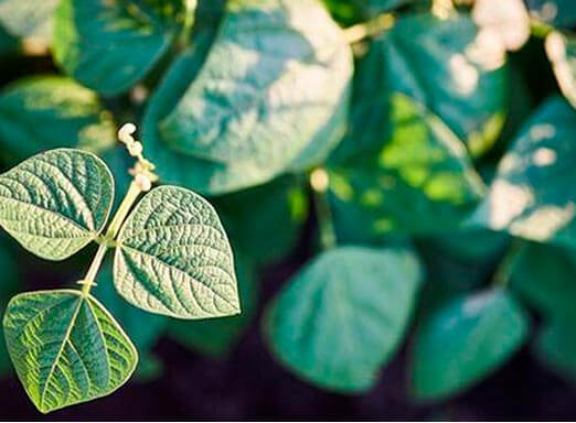 Tratamento de sementes: proteja o seu feijão desde o plantio