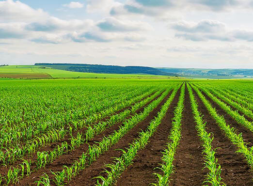 Tratamento de sementes reduz prejuízos nas lavouras de milho