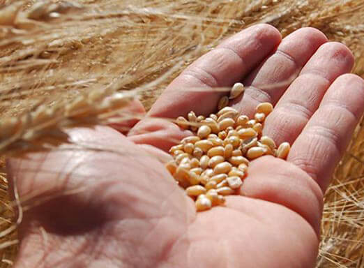 Trigo: cereal tem destaque no agronegócio brasileiro