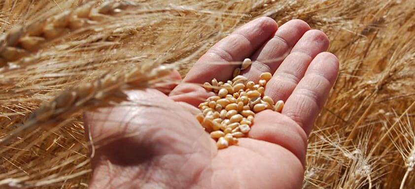 Trigo: cereal tem destaque no agronegócio brasileiro