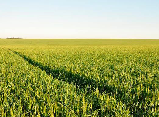 Trigo: como a qualidade do grão impacta na comercialização?