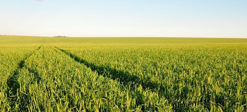 Trigo: como a qualidade do grão impacta na comercialização?