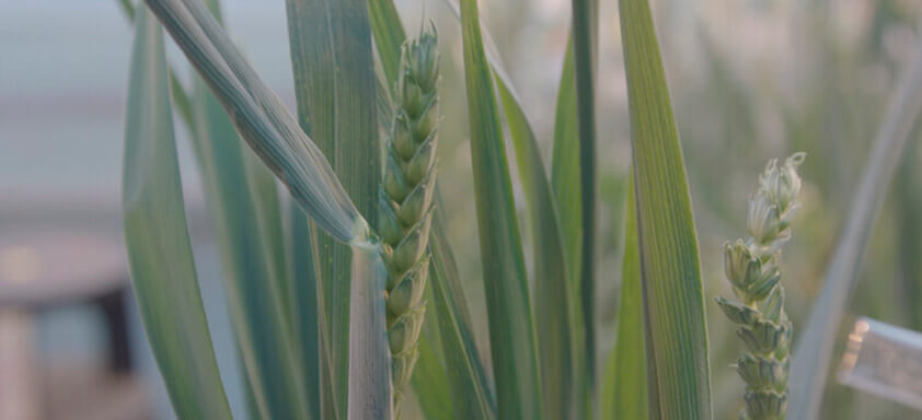 Trigo: tratamento de sementes pode contribuir para o controle de pragas