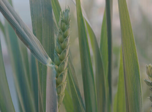 Trigo: tratamento de sementes pode contribuir para o controle de pragas