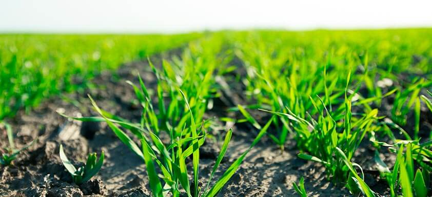 Trigo: vamos pensar nas boas práticas para a nova safra?