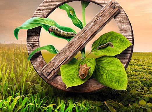 Tripes: aparecimento da praga preocupa na Região Sul 