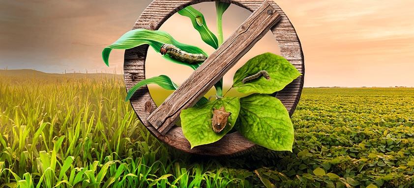 Tripes: aparecimento da praga preocupa na Região Sul 