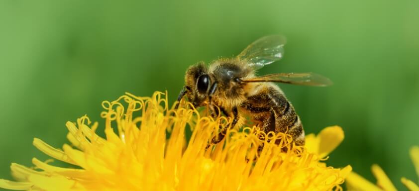 Abelhas e outros organismos não-alvo: como preservá-los?