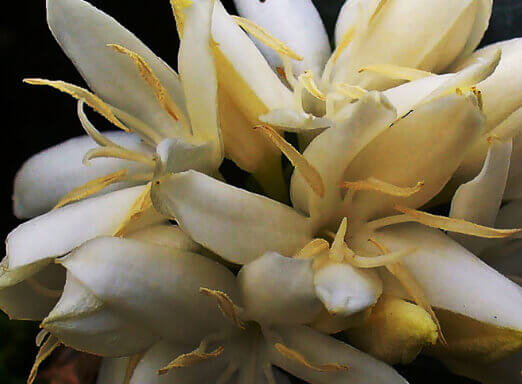 Chuva antes do previsto prejudicou a safra do café