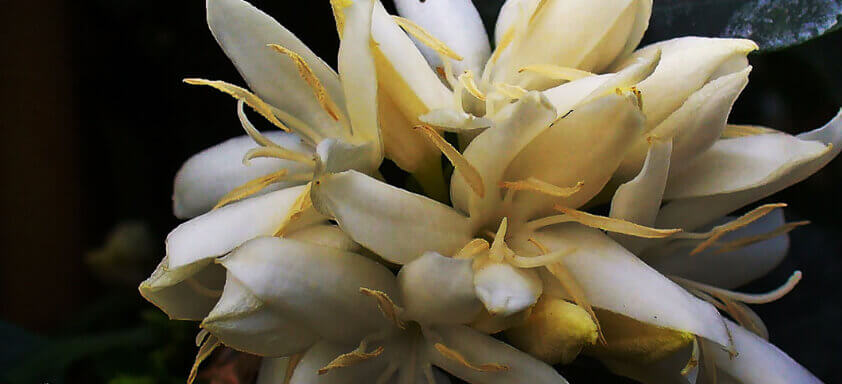 Chuva antes do previsto prejudicou a safra do café