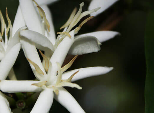 Usar o fungicida da forma correta na florada do café garante máxima produtividade
