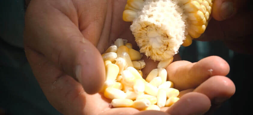 Mãos debulhando espiga de milho