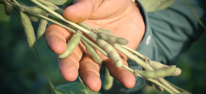 Dia de Campo Virtual – Uberlândia - MG