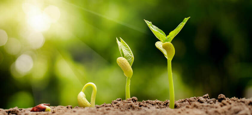 Qual a importância de usar sementes certificadas e defensivos genuínos?