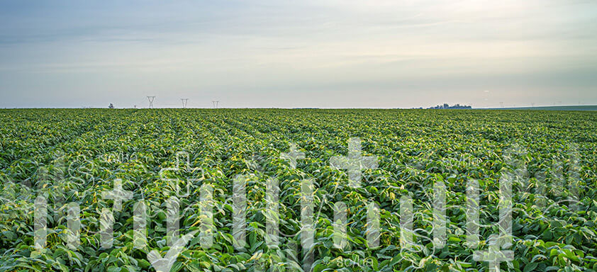 Veja os desafios da cultura da soja e saiba como as sementes NK são parte importante da solução