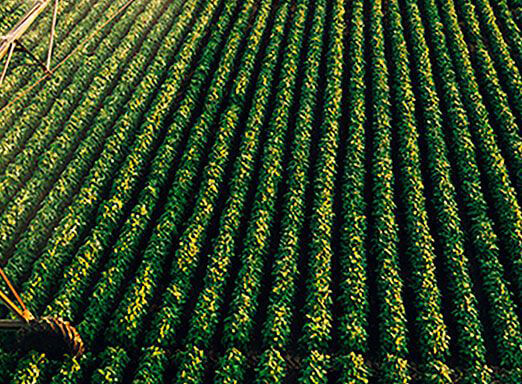 A importância da análise NDVI e por que fazê-la