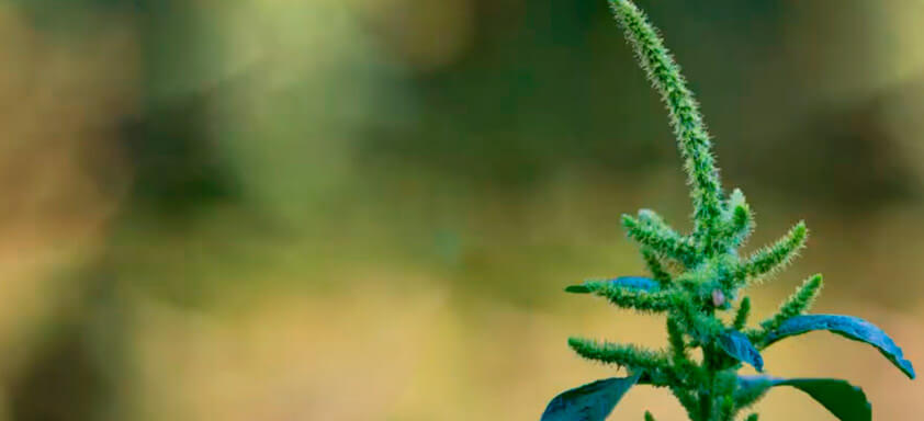 A solução para o controle do caruru existe!