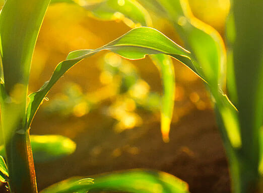 Alta eficiência e proposta sustentável se destacam entre as vantagens do herbicida Calaris no controle de plantas daninhas do milho