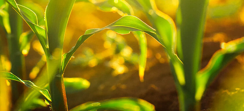 Alta eficiência e proposta sustentável se destacam entre as vantagens do herbicida Calaris no controle de plantas daninhas do milho