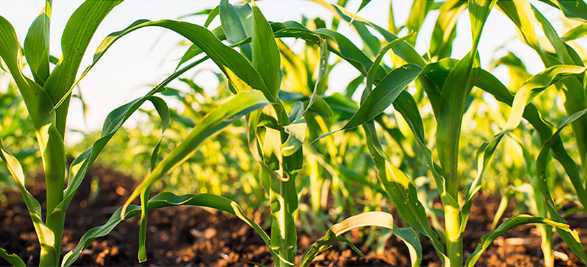 As atrazinas evoluíram: conheça o novo herbicida para sua safra de milho de verão