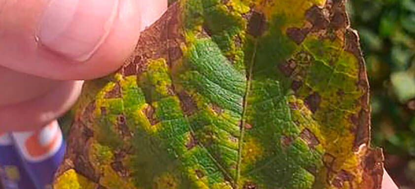 As principais doenças do feijão