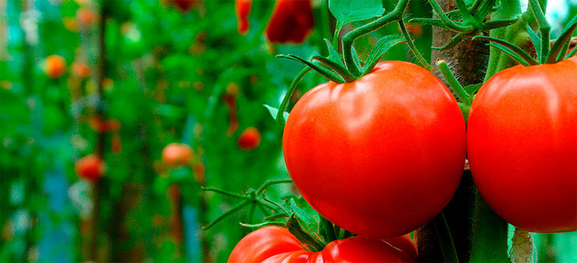 Atenção e monitoramento constante são essenciais para o combate da requeima