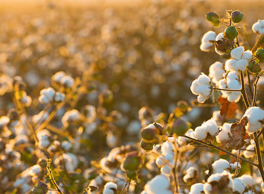 Bicudo-algodoeiro: saiba como combatê-lo de forma eficaz