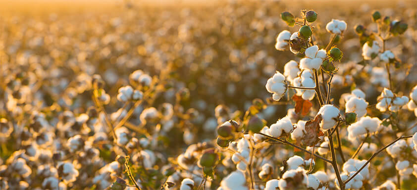 Bicudo-algodoeiro: saiba como combatê-lo de forma eficaz