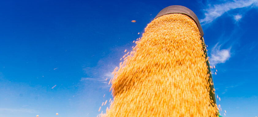 Boa safra de soja depende do controle de lagartas no pré-plantio 