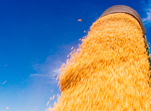 Boa safra de soja depende do controle de lagartas no pré-plantio 