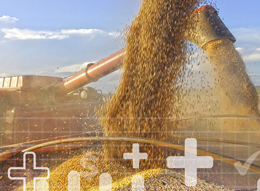 124,2 milhões de toneladas: Brasil deve colher safra recorde de soja em 2020