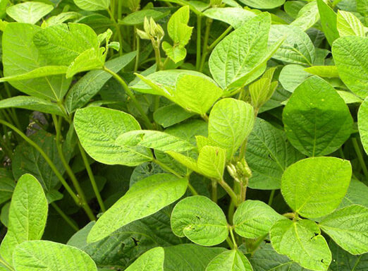 Com apenas 8% da soja em fase de maturação, Cambé-PR se prepara para a BelaSafra