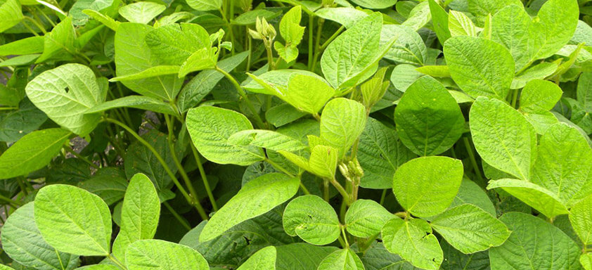 Com apenas 8% da soja em fase de maturação, Cambé-PR se prepara para a BelaSafra