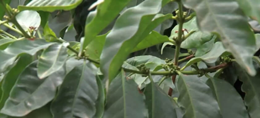 Como prevenir o ataque de doenças no cafezal?