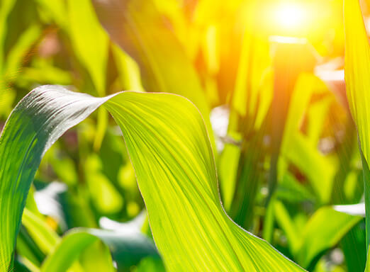 Conheça os principais métodos para controlar plantas daninhas na cultura do milho