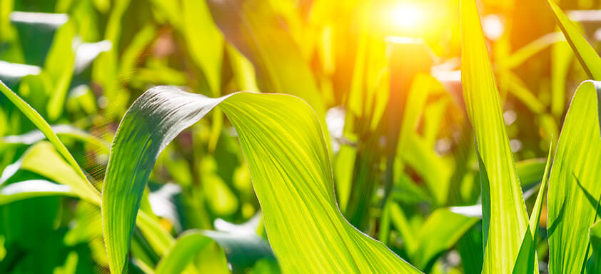 Conheça os principais métodos para controlar plantas daninhas na cultura do milho