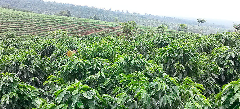Controle efetivo da mancha-de-phoma