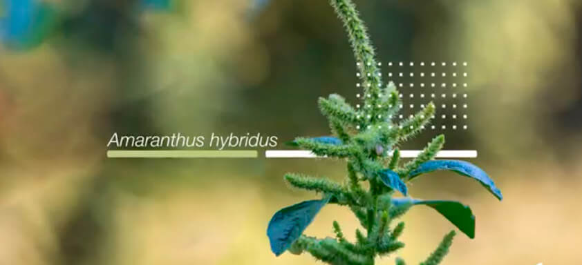 Controle o caruru resistente com Dual Gold