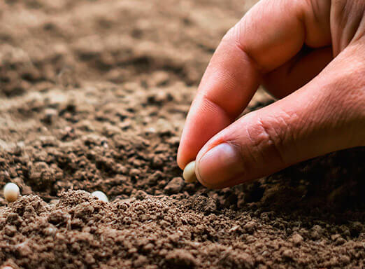 Cuidados com a semente de soja no pré-plantio garantem teto produtivo desejável para a cultura