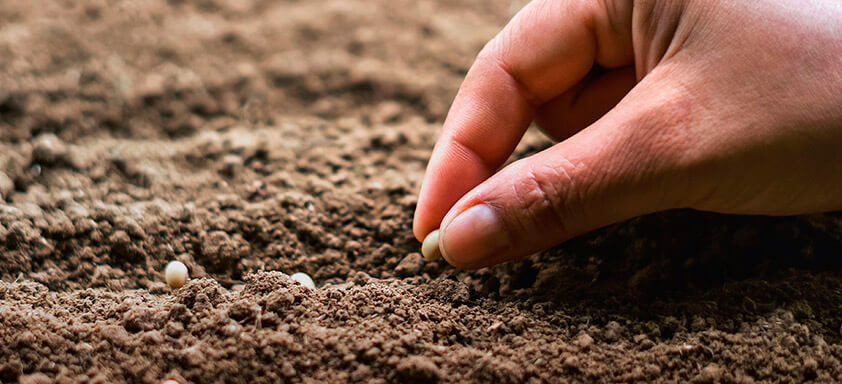 Cuidados com a semente de soja no pré-plantio garantem teto produtivo desejável para a cultura