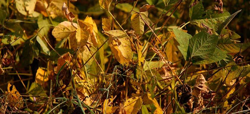 Para lidar com as doenças da soja, o produtor precisa de uma solução flexível e polivalente.