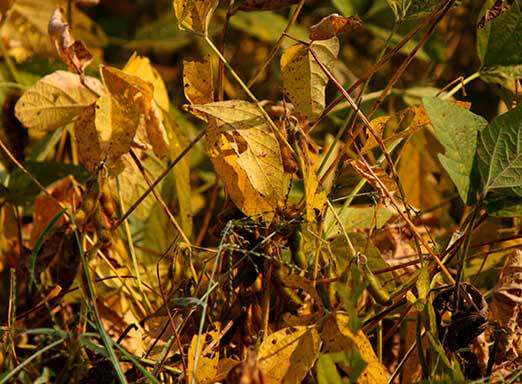 Para lidar com as doenças da soja, o produtor precisa de uma solução flexível e polivalente.