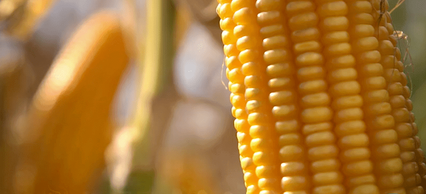 Dia de Campo Virtual - MT