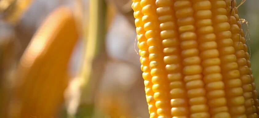 Dia de Campo Virtual Campo Novo do Parecis - Milho